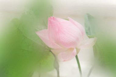 Lotus çiçekleri doğa ile ışık sabah gün, kutsal gün