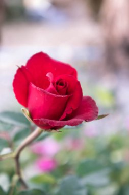 Bahçe arka planda kırmızı gül, aşkına doğa çiçek gül