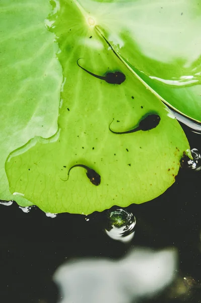 Tadpole Lotus Flower Pond Fight Grow Frog Life — Stock Photo, Image