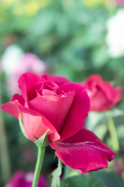 Rosa Vermelha Fundo Jardim Flores Natureza Subiu Para Amor — Fotografia de Stock