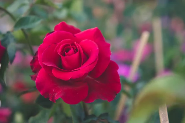 Rosa Vermelha Fundo Jardim Flores Natureza Subiu Para Amor — Fotografia de Stock