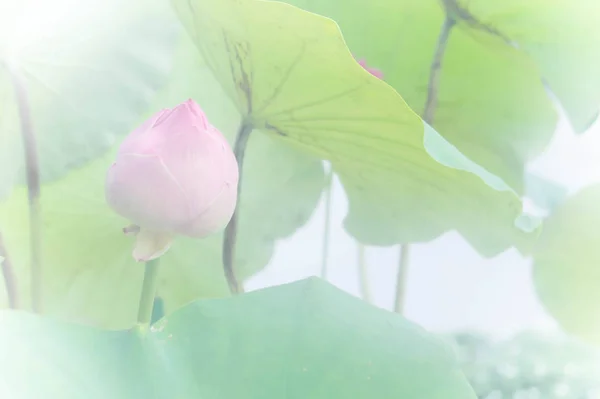 Lotusblommor Eller Waterlilly Blommor Naturens Damm Den Heliga Dagen Med — Stockfoto