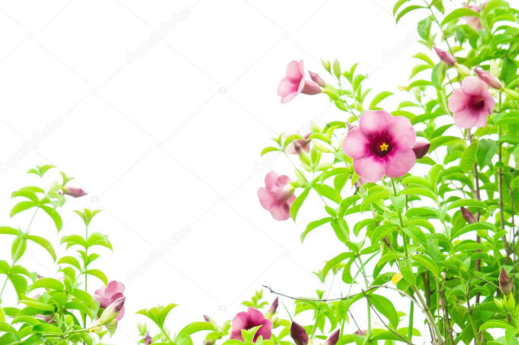 Purple Bignonia flowers , plant flowers growing and blooming on happy day with white background copy space , flower vintage style