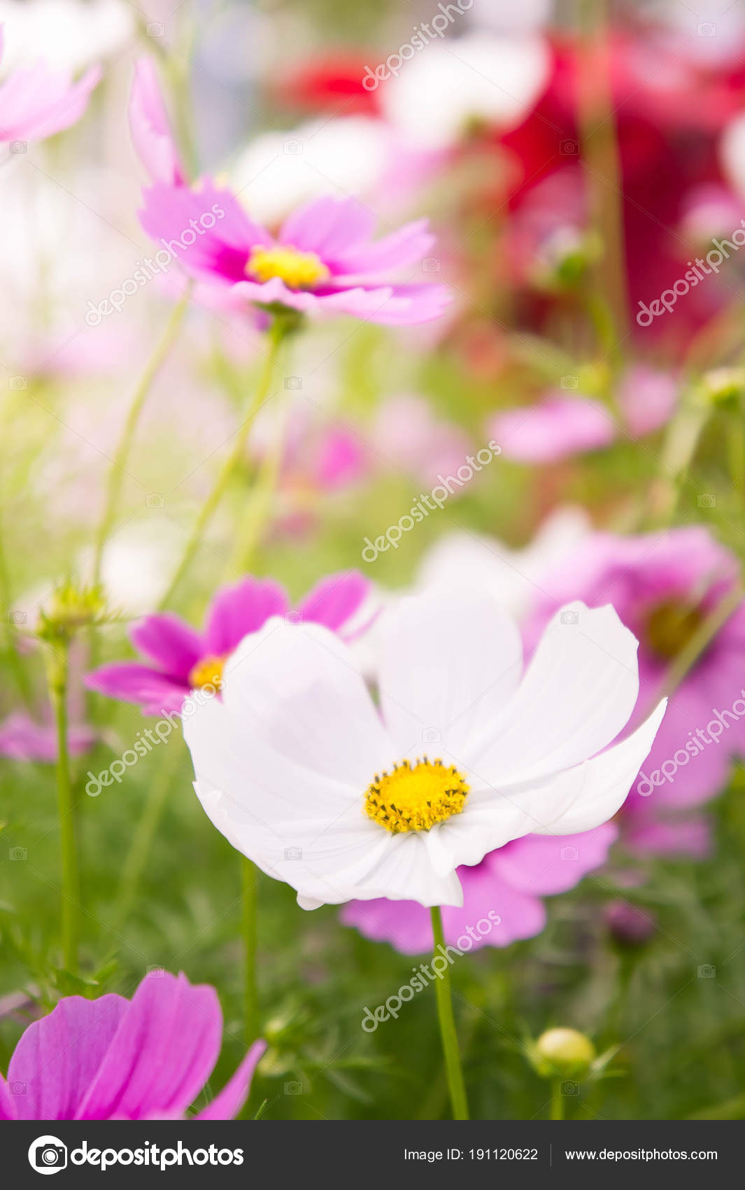 Jardin De La Fleur Dans Les Champs Fleurs Roses Sur La Belle