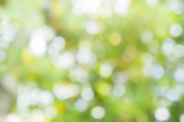 soyut doku doğa yeşil renk ve bokeh doğa arka plan bulanıklık