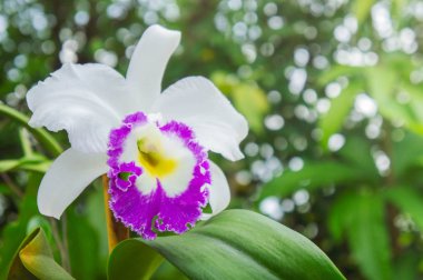 beyaz çiçekler veya doğa Bahçe arka planda çiçeklenme cattaleya orkide çiçek