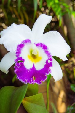 beyaz çiçekler veya doğa Bahçe arka planda çiçeklenme cattaleya orkide çiçek