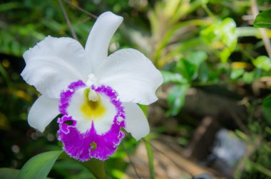 beyaz çiçekler veya doğa Bahçe arka planda çiçeklenme cattaleya orkide çiçek