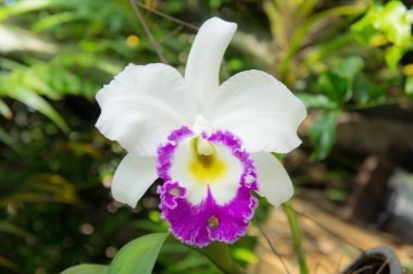 beyaz çiçekler veya doğa Bahçe arka planda çiçeklenme cattaleya orkide çiçek