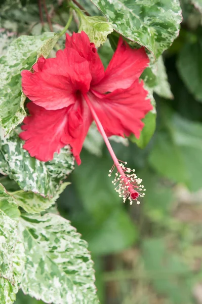 Hibiscus flowers ,Chaba Queen of Tropical Flowers Often grown ornamental And herbs — Stock Photo, Image