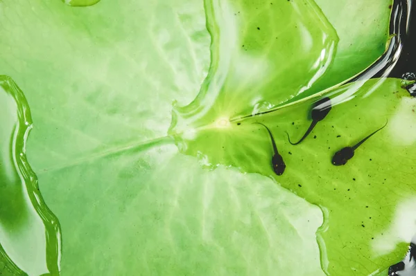 Tadpole Lotus Flower Pond Fight Grow Frog Life — Stock Photo, Image