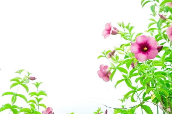 Flores de Bignonia púrpura, flores de plantas que crecen y florecen en un día feliz con espacio de copia de fondo blanco, estilo vintage de flores —  Fotos de Stock