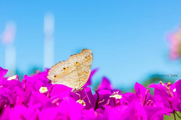 Mariposa Insecto Rosa Flor Jardín Vida Animal —  Fotos de Stock