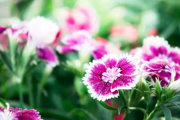 Dianthusblüten, Gänseblümchen im Garten — Stockfoto