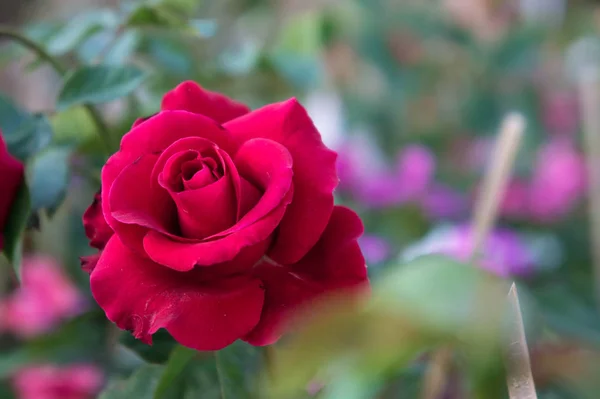 Rosa vermelha no fundo do jardim, flores da natureza subiu para o amor — Fotografia de Stock