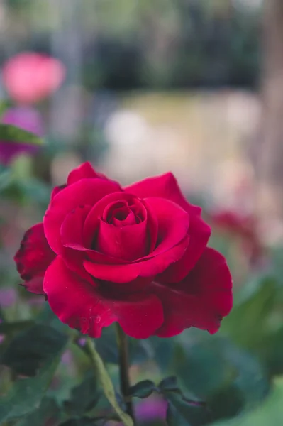 Rosa vermelha no fundo do jardim, flores da natureza subiu para o amor — Fotografia de Stock