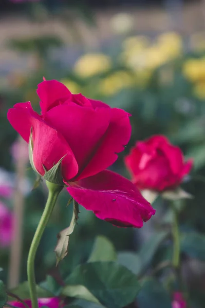 Rosa vermelha no fundo do jardim, flores da natureza subiu para o amor — Fotografia de Stock