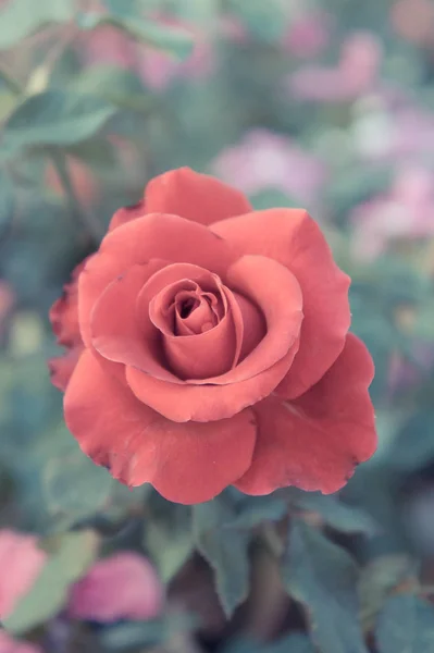 赤いバラの花庭園、色鮮やかなバラの — ストック写真