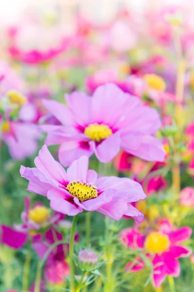 粉红色的波斯菊花海，雏菊盛开在花园里的花 — 图库照片