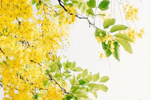 决明子瘘黄色花朵雏菊夏天与滤子复古风格和副本空间 — 图库照片