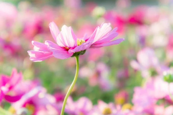 Rosa Kosmosblumen, Gänseblümchen blühen im Garten — Stockfoto