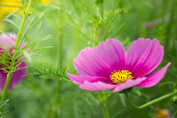 Kwiat ogród w pole, różowe kwiaty na miły dzień szczęśliwy — Zdjęcie stockowe