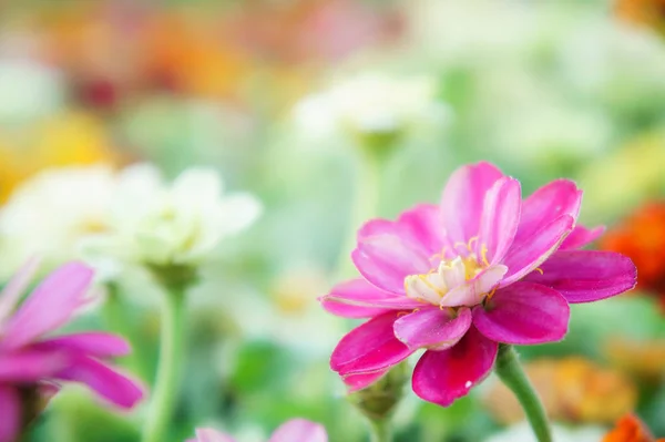 Flores rosa florais zinnia no jardim colorido — Fotografia de Stock