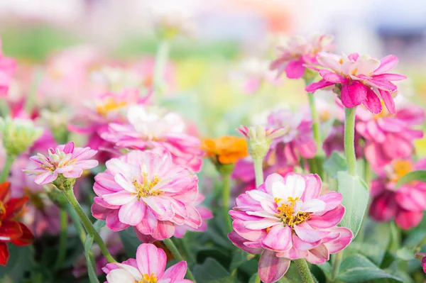 Bloemen roze bloemen zinnia in de kleurrijke tuin — Stockfoto