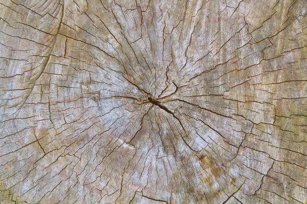Geen ouder stub, sawed houtstructuur — Stockfoto
