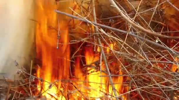 Dry grass burns that causes fire — Stock Video