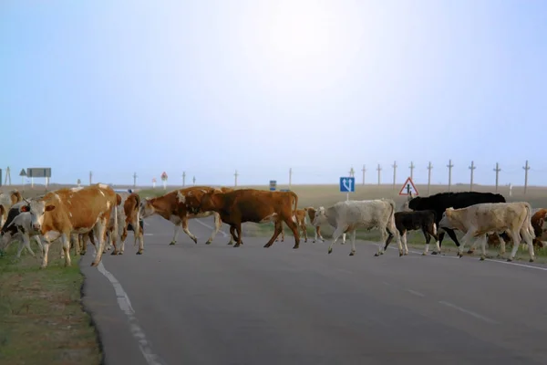 Коровы на асфальтированной дороге утром в сельской местности — стоковое фото