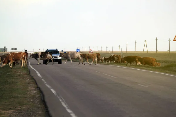 Dos vacas de pie y bloqueando una carretera mientras un coche se acerca — Foto de Stock