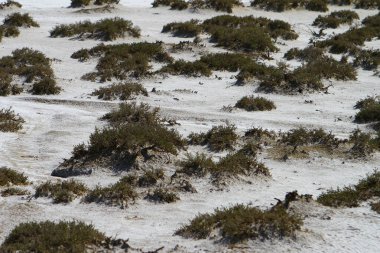 Tuzlu küçük yeşil bataklık
