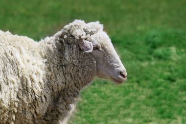Bir koyun kırsal ortamda onun yakın çekim