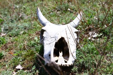 Yaşlı inek kafatası bir çim yamaç bahar zaman kuru.