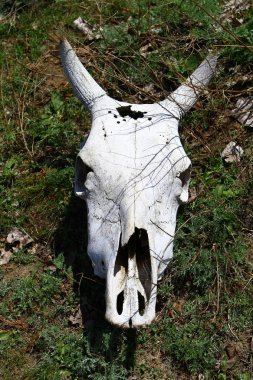 Yaşlı inek kafatası bir çim yamaç bahar zaman kuru.