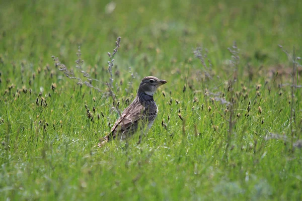 小さいブラウン フィールド鳥座っている緑の草 — ストック写真