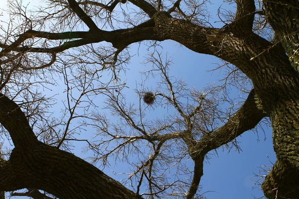 Gałęzie drzewa z ptakami nest, widok z dołu — Zdjęcie stockowe