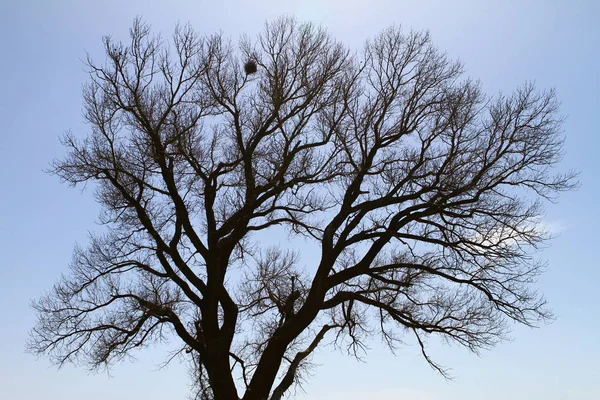 Silueta de las ramas de un enorme árbol con el nido de aves —  Fotos de Stock