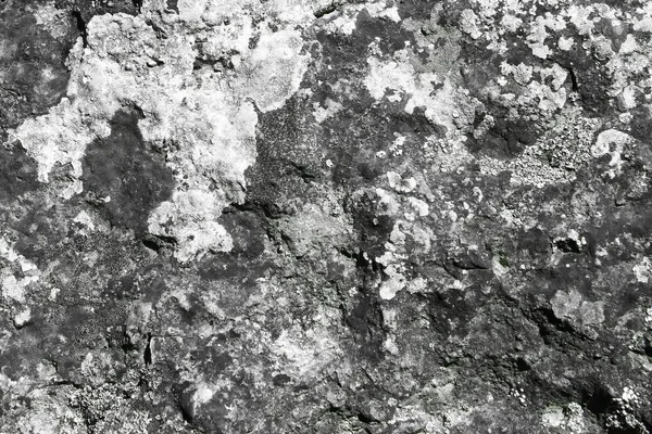 Champignon créatif âgé sur la texture de la paroi du château - fond photo abstrait mignon — Photo
