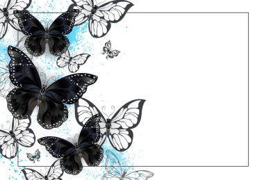 White background with black and white butterflies on a white stained blue paint background. Design with butterflies. Black butterfly clipart