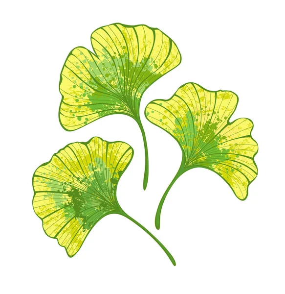 Set Artistic Autumn Ginko Biloba Leaves Painted Green Yellow White — Stock Vector