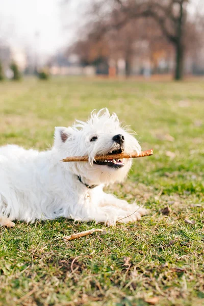 Ahşap sopa ile oynayan köpek