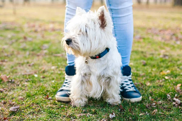 Hunde- und Mädchenbeine — Stockfoto