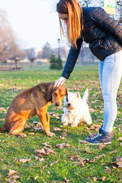 Mädchen und Hund — Stockfoto