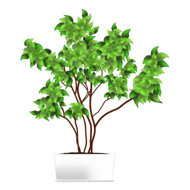 (Ficus, pipal) benekli bitki beyaz bir tencerede. Ev dekorasyonu unsuru. Büyüme ve ekoloji sembolü.