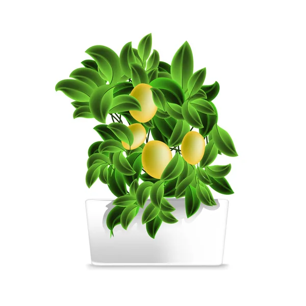 Spotted plant (pohon lemon) in a white pot. Elemen dekorasi rumah. Simbol pertumbuhan dan ekologi . - Stok Vektor