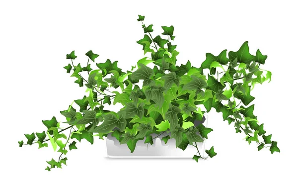 Planta manchada (hedera, hiedra) en una maceta blanca. Elemento de la decoración del hogar. El símbolo del crecimiento y la ecología . — Vector de stock