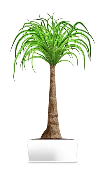 Palma verde en la olla blanca aislada en blanco. Elemento de la decoración del hogar. El símbolo del crecimiento y la ecología . — Vector de stock