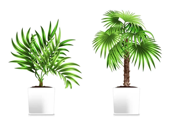 Deux palmiers verts dans les pots blancs isolés sur blanc. Élément de décor à la maison. Le symbole de la croissance et de l'écologie . — Image vectorielle